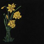 Daffodil Flower 